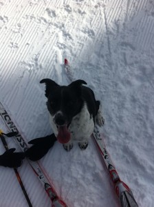 dog on ski track