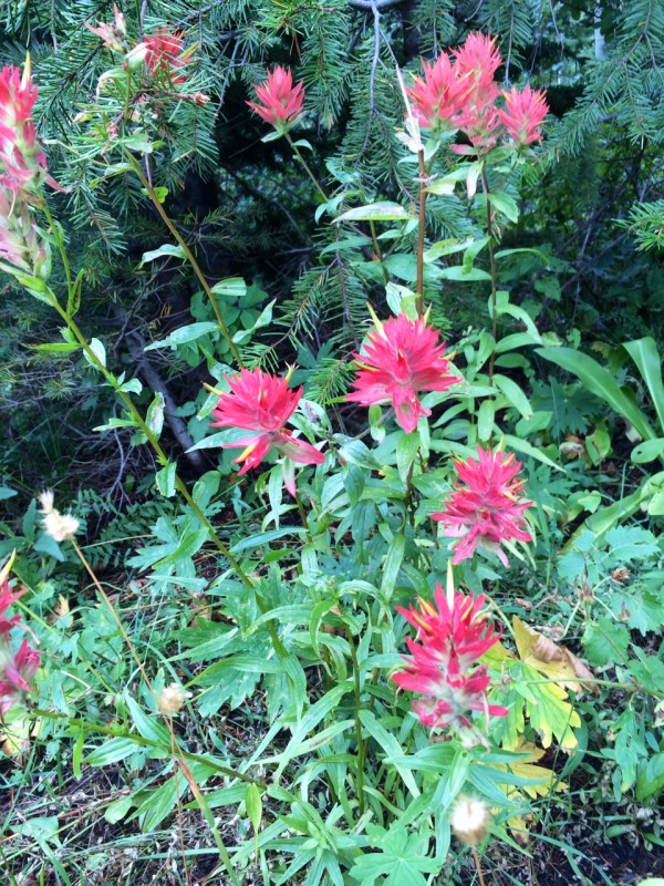 indian paintbrush flower