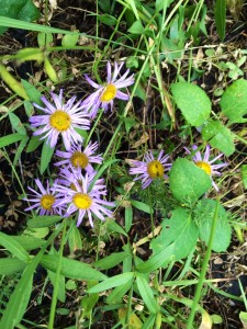 purple daisy