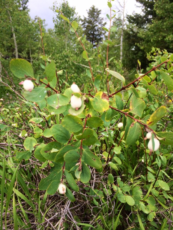 snowberry plant