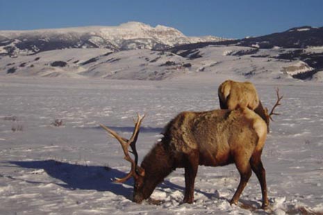 Regional Attractions - Elk Refuge