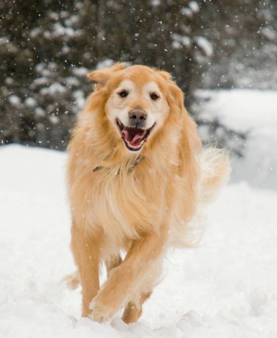 driggs idaho lodging-winter dog