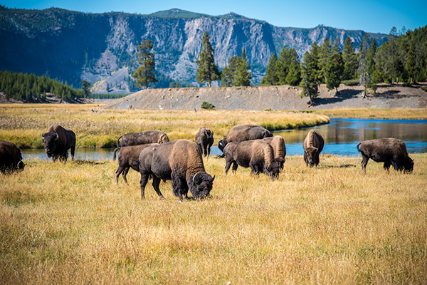 yellowstone-buffalo.jpg